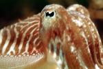 Common Cuttlefish, (Sepia officinalis), Sepiida, Sepiidae, AANV01P04_05