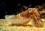 Common Cuttlefish, (Sepia officinalis), Sepiida, Sepiidae, AANV01P04_06.2564