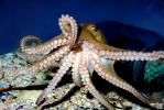 suction cups, tentacles, Two-spotted Octopus, (Octopus bimaculoides), Octopoda, Octopodidae, AANV01P04_09.2564