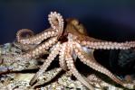 suction cups, tentacles, Two-spotted Octopus, (Octopus bimaculoides), Octopoda, Octopodidae, AANV01P04_09