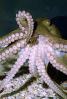 suction cups, tentacles, Two-spotted Octopus, (Octopus bimaculoides), Octopoda, Octopodidae, AANV01P04_09B