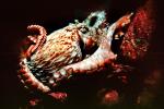 Giant Octopus, (Enteroctopus dofleini), Octopoda, AANV01P04_14