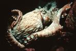 Giant Octopus, (Enteroctopus dofleini), Octopoda, Octopodidae, AANV01P04_14B