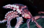 Giant Octopus, (Enteroctopus dofleini), Octopoda, Octopodidae, AANV01P05_02