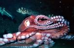 Giant Octopus, (Enteroctopus dofleini), Octopoda, Octopodidae, AANV01P05_10
