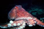 Giant Octopus, (Enteroctopus dofleini), Octopoda, Octopodidae, AANV01P05_11