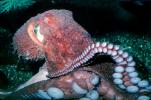 Face of a Giant Octopus, (Enteroctopus dofleini), Octopoda, Octopodidae