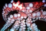 Suction Discs of a Giant Octopus, (Enteroctopus dofleini)