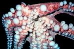Suction Cups of a Giant Octopus, Octopodidae, AANV01P05_18