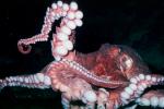 Giant Octopus, (Enteroctopus dofleini), Octopoda, Octopodidae, AANV01P05_19