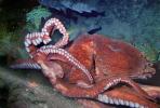 Giant Octopus, (Enteroctopus dofleini), Octopoda, Octopodidae, AANV01P06_01