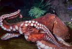 Giant Octopus, (Enteroctopus dofleini), Octopoda, Octopodidae, AANV01P06_02