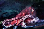 Giant Octopus, (Enteroctopus dofleini), Octopoda, Octopodidae, AANV01P06_03