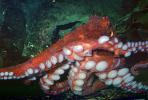 Giant Octopus, (Enteroctopus dofleini), Octopoda, Octopodidae, AANV01P06_04