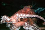 Giant Octopus, (Enteroctopus dofleini), Octopoda, Octopodidae, AANV01P06_06