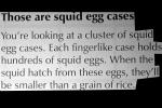 Squid Egg Cases