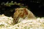 Common Cuttlefish, AANV01P06_11