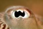 Demonic Common Cuttlefish Eye, AANV01P06_13