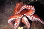 Giant Octopus, (Enteroctopus dofleini), Octopoda, Octopodidae, AANV01P06_16