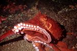 Giant Octopus, (Enteroctopus dofleini), Octopoda, Octopodidae, AANV01P06_17