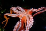 Giant Octopus, (Enteroctopus dofleini), Octopoda, Octopodidae, AANV01P07_07
