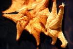 Bahama Star, (Oreaster reticulatus), Valvatida, Oreasteridae, Starfish, AAOD01_013