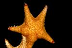 Bahama Star, (Oreaster reticulatus), Valvatida, Oreasteridae, AAOD01_018