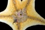 Starfish mouth