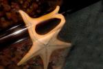 Starfish, AAOD01_040