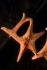 Starfish, AAOD01_043