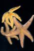 Starfish, AAOD01_044