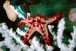 starfish, AAOV01P01_01.2564