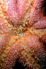 Pink Starfish Mouth, AAOV01P01_04B.4096