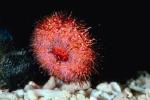 Red Sea Urchin, (Strongylorcentrotus franciscanus), AAOV01P01_05.4096