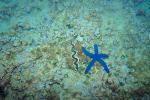Starfish and a Giant Clam, AAOV01P01_06.4096