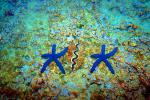 Two Starfish and a Giant Clam, AAOV01P01_06B.4096