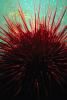 Red Sea Urchin, (Strongylorcentrotus franciscanus), AAOV01P01_08.4096
