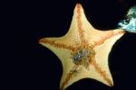 starfish, AAOV01P01_14.4096