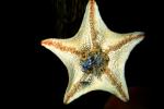 starfish, AAOV01P01_15
