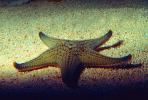starfish, AAOV01P01_17.2564