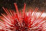 Red Sea Urchin needles, (Strongylorcentrotus franciscanus)