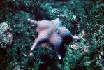 starfish, AAOV01P02_09