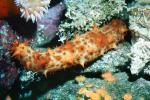 Sea Cucumber spikes