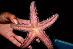 starfish, AAOV01P03_01.2564