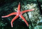 Arms iof a starfish, star fish