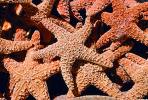 starfish textures, backgrounds, AAOV01P03_09.2564