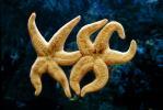 Starfish Lovers, Arms, Friends, Legs, ambrace, AAOV01P03_11.4096