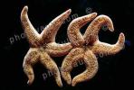 Starfish Lovers embrace, Arms, Friends, Legs, AAOV01P03_11B