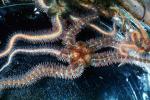Long-Armed Burrowing Brittle Star, (Amphiodia occidentalis), Starfish, Sea Star, AAOV01P03_12