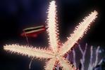 Bradley's Sea Star, (Mithrodia bradleyi), Asteroidea, Valvatida, Mithrodiidae, AAOV01P04_06